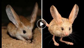 This Tiny Cute Long-Eared Jerboa Looks Like A Mix Between A Mouse, A Rabbit, A Pig, And A Kangaro...